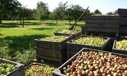 The Truth About Cider... - Spirits of France